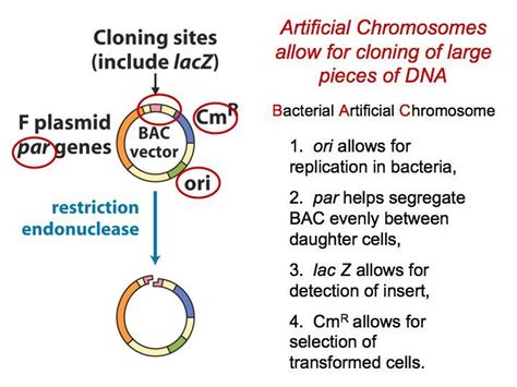 Bacterial Artificial Chromosomes as Cloning Vectors in 2020 | Chromosome, Human dna, Genome ...