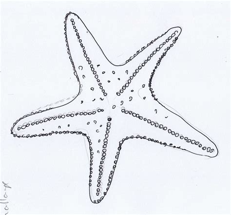 Starfish drawing - ClipArt Best - ClipArt Best | Starfish drawing, Fish ...