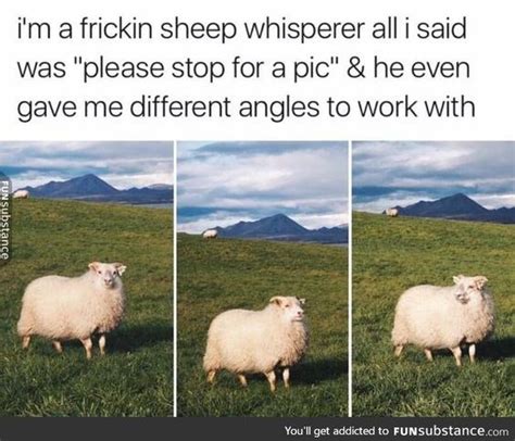 15 Sheep Memes Will Have You Giggling All Day | Animal memes, Funny animals, Cute funny animals