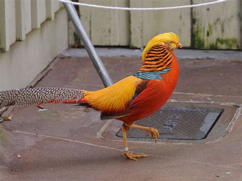 The Online Zoo - Golden Pheasant