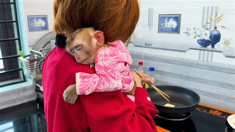 Monkey KaKa sleeping on her mother's shoulder looks so cute in 2023 ...