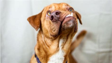 Dog with deformed face named Picasso has 'hundreds' of potential adopters | wtsp.com