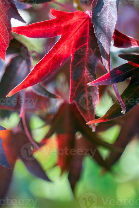 American Red Gum tree leaves in autumn 6653010 Stock Photo at Vecteezy