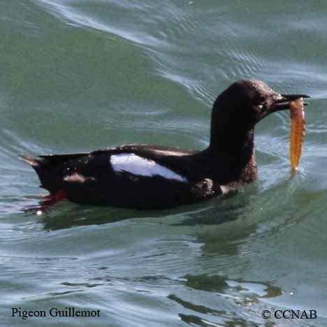 Pigeon Guillemot (Cepphus columba) - PIGU