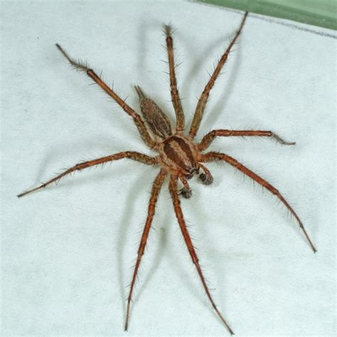 Agelenopsis (Grass Spiders) in Lakewood, Colorado United States