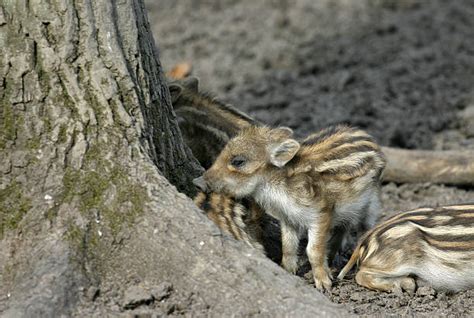 Razorback Animal Stock Photos, Pictures & Royalty-Free Images - iStock