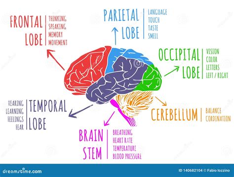 Brain Functions Chart Cartoon Vector | CartoonDealer.com #125548555