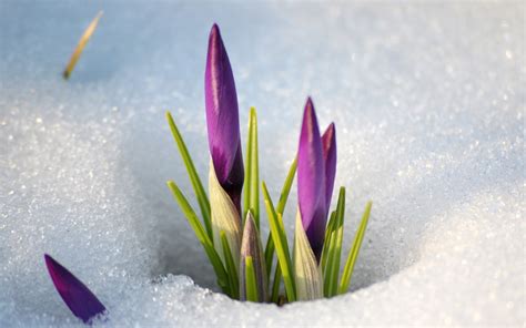 Spring flowers in the snow wallpapers and images - wallpapers, pictures ...