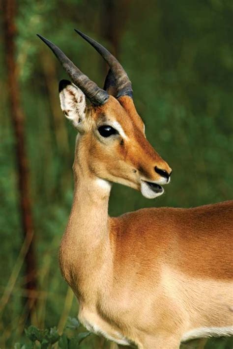 Reedbuck | Description, Types, Weight, & Facts | Britannica