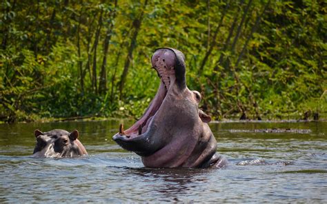 Murchison Falls National Park — Outback Adventure Safaris