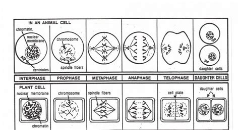 Mitosis In Plant Cell and Animal Cell- Differences and Similarities ...