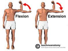 Some movements of synovial joints are flexion and extension. Flexion decreases a joint angle ...