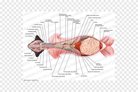 Download Gratis | Anatomi Organ Ventraal Kucing Tubuh manusia, Kucing, sudut, hewan png | PNGEgg