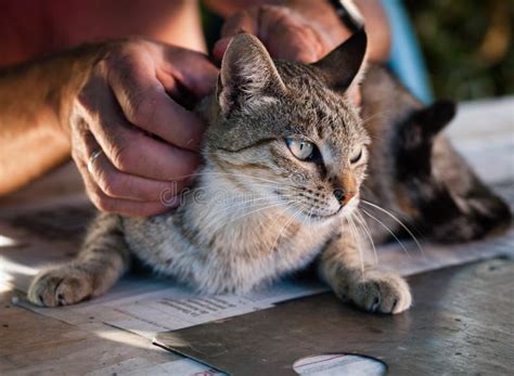 Person Petting Cat Stock Images - Download 413 Royalty Free Photos