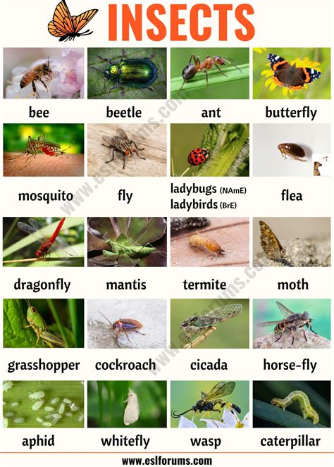 Insects Names A Z