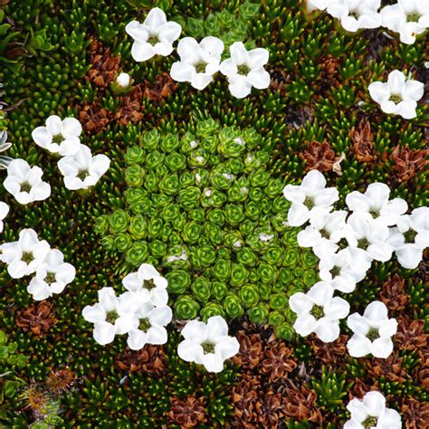 Life in the Cushion Plants - Luke O'Brien Photography