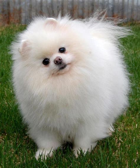 Best 326 Pomeranians images on Pinterest | Doggies, Fluffy pets and Pomeranians