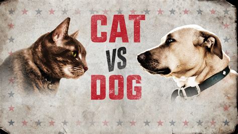 Cat vs Dog - Discovery UK