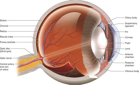 Special Senses: Vision | A & P 1/2