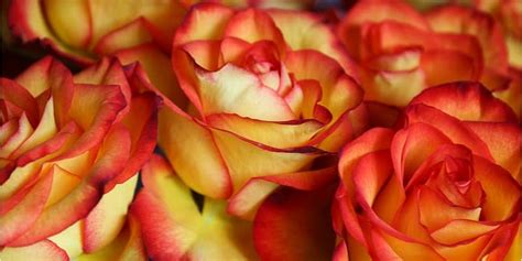 Rose Colour Meanings And Symbolism | Lawn.com.au