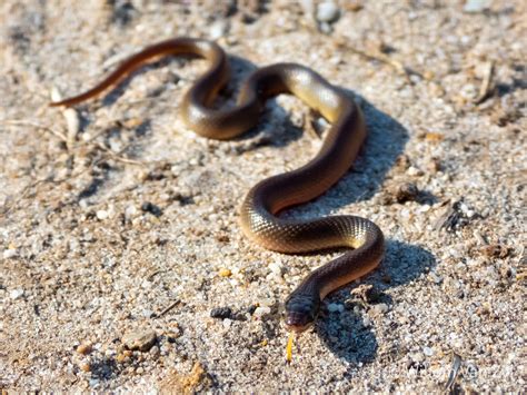 Juvenile Brown Water Snake (Lycodonomorphus rufulus) from Table View ...