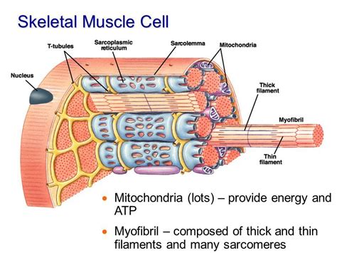 the structure of skeletal muscle cells