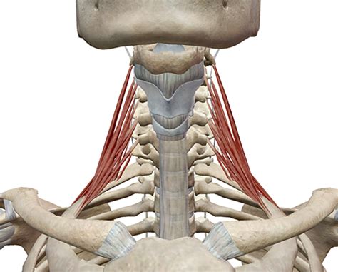 Learn Muscle Anatomy: Scalene Muscles