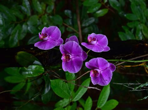 Tropical Rainforest Orchids | Skyrail