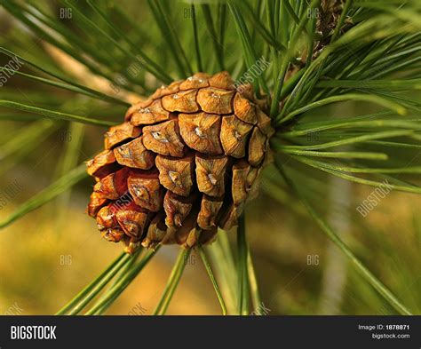 Fir Cones On Branch Image & Photo (Free Trial) | Bigstock