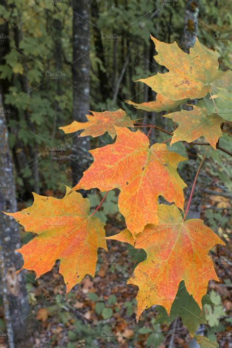 Sugar Maple Leaves in Early Fall | Nature Stock Photos ~ Creative Market