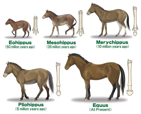 The Evolution of Horses, from Eohippus to the American Zebra The evolution of the horse ...