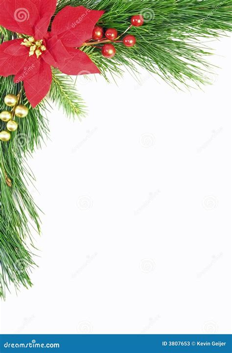 Evergreen Christmas Border stock image. Image of poinsettia - 3807653