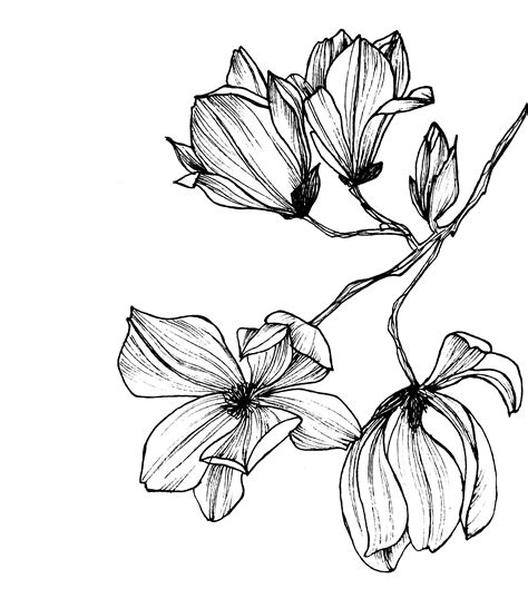 #design #botanical #floral #decoration #hand #drawn #wildflowers #wild ...