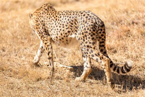 Cheetah Running in South Africa, Acinonyx Jubatus Stock Photo - Image ...