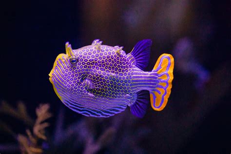 Boxfish - Appearance, Habitat, Diet & Lifespan - Top10animal