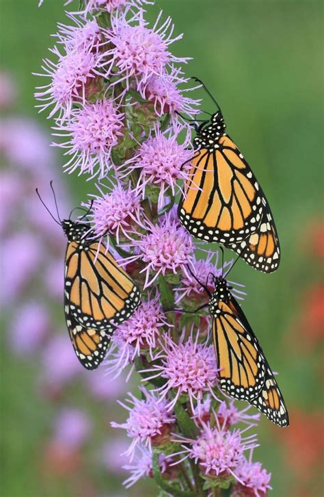 5 Native Plants Best for Attracting Butterflies to Your Backyard: An ...