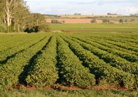 Learn Where Peanuts Come From And How They Are Grown Today