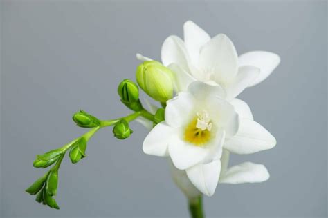 Freesia Flower Language Meaning | Best Flower Site