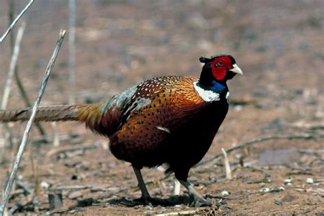 Another Good Breeding Year Expected for Pheasant and Quail Populations ...