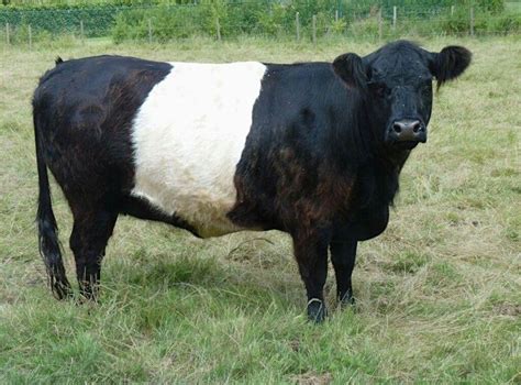 Dutch Belted Mini Cow - heritage breed | Galloway cattle, Miniature cow breeds, Cattle