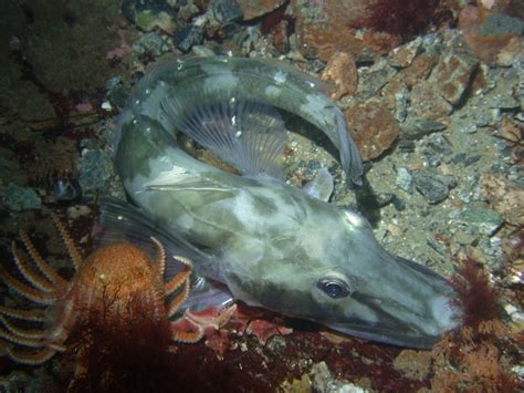 Antarctic icefish have translucent bodies and blood | Earth | EarthSky