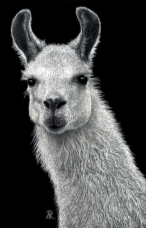 White Llama Drawing by Ann Ranlett - Fine Art America