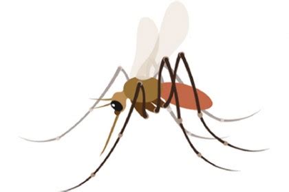 A mosquito emoji for public health awareness takes flight | Hub