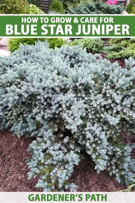 How to Grow and Care for Blue Star Juniper | Gardener’s Path