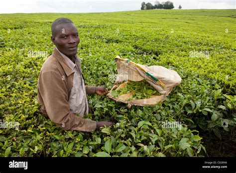 Workers pick tea leaves on a Unilver tea plantation in Kericho, Kenya ...