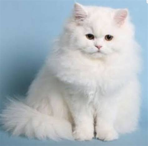 Baby My First Persian Kitten Type Of Persian Cats