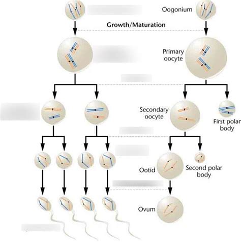 spermatogenesis Diagram | Quizlet