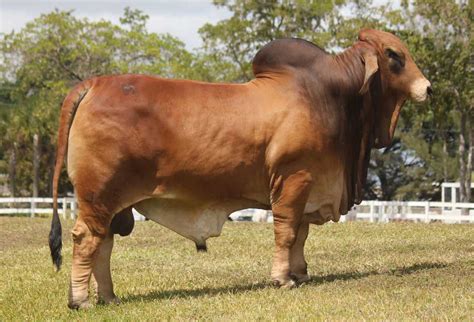 The Characteristics of Brahman Bulls That Make them Desirable as Sires - Moreno Ranches