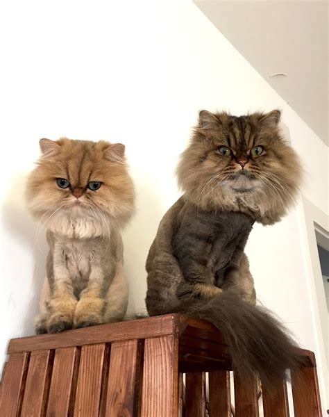 1st Lion Cut for my Persian Cats | Meow Lifestyle