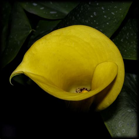 Some yellow calla lilies... on Behance